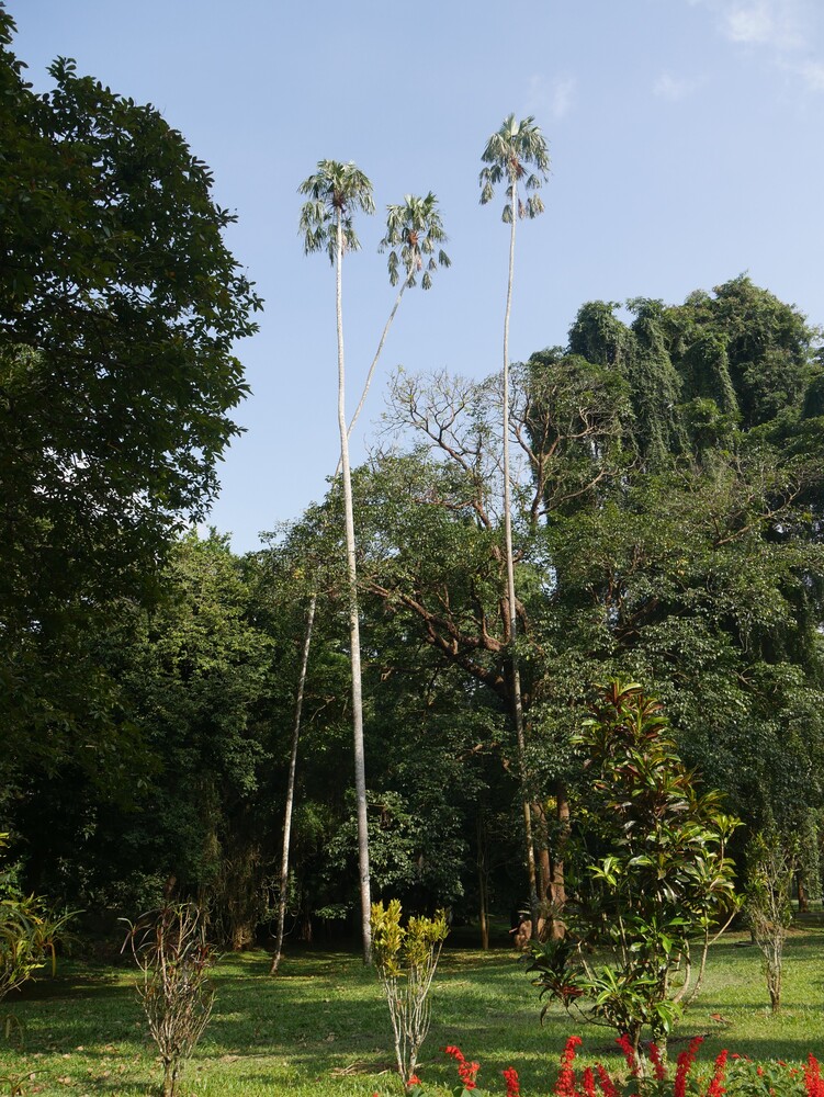 Jardin botanique de Peradeniya - Sri Lanka