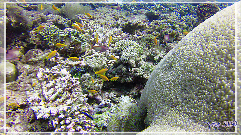 Corail bulle ? Plerogyra diabolotus ? - Athuruga Reef - Atoll d'Ari - Maldives