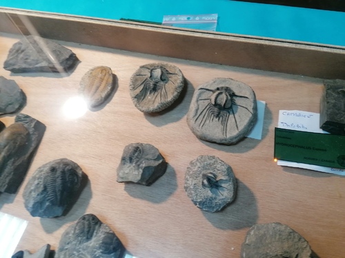 Exposition sur les fossiles et les minéraux