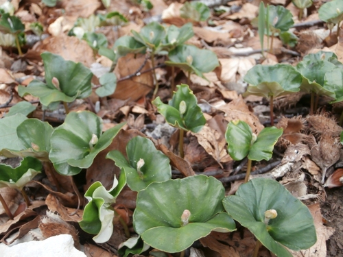 sur fond brun de feuilles sèches et coques de graines ouvertes, un tapis de jeunes hêtres au premier stage de leur développement