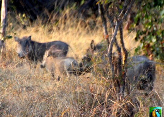 Afrique du Sud : juin 2018 Safari du matin 1/4