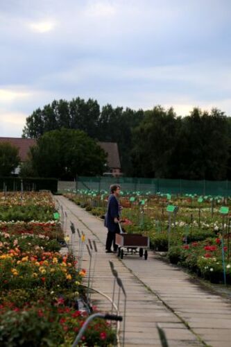 La Belgique, pays de la Rose