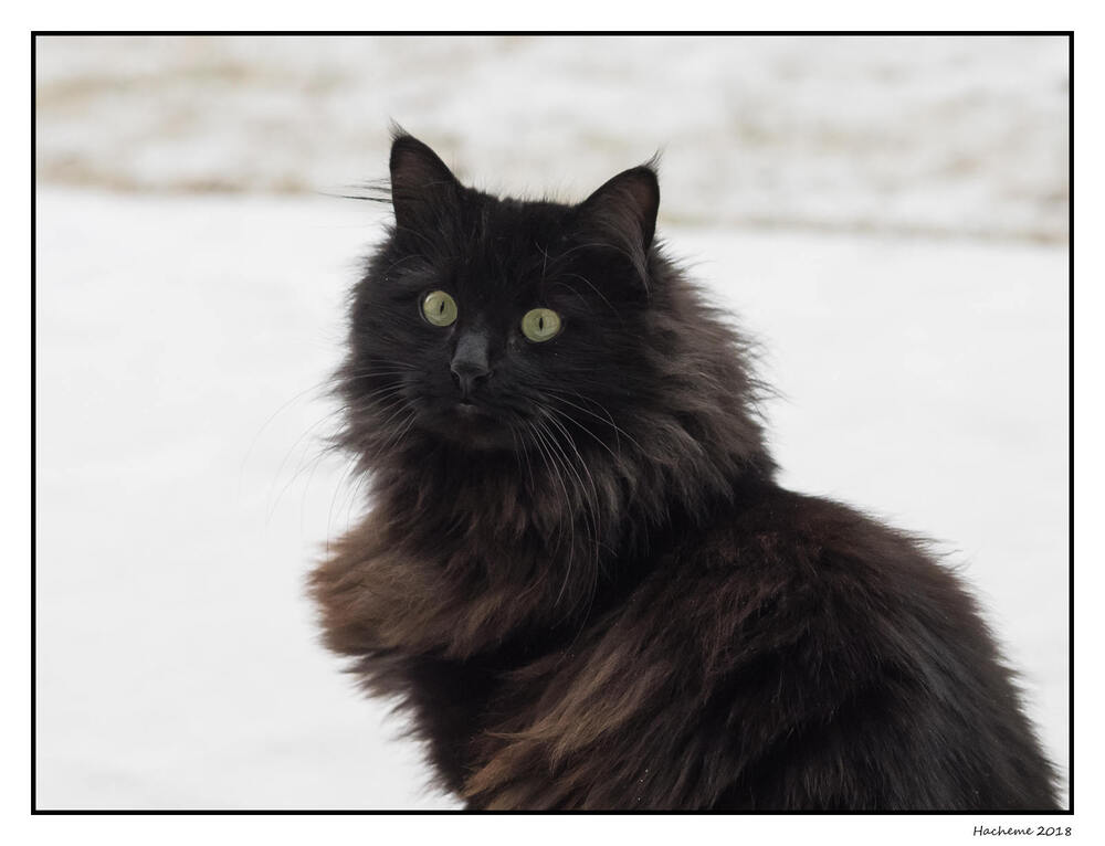 Diogène, le chat