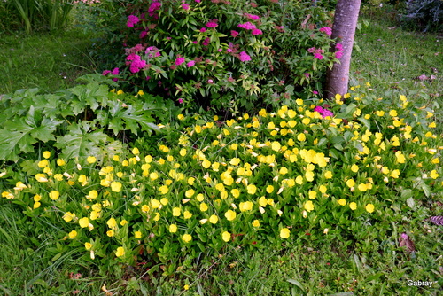 Fleurs jaunes et acanthe 