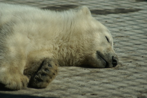 Au zoo de Toronto...