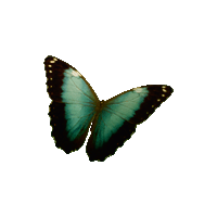 papillons