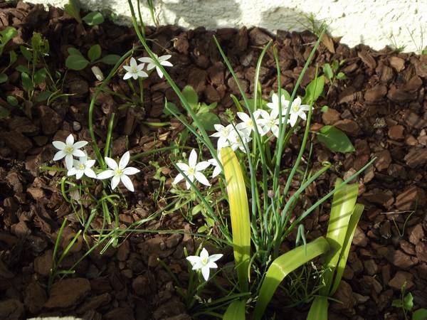 Fleurs-blanches.jpg