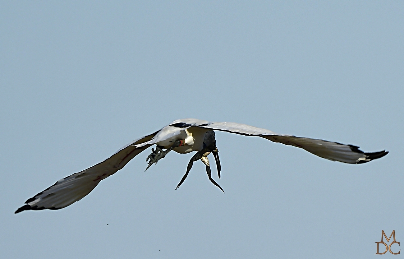  Ibis sacré 