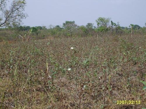 Togo Champ de coton