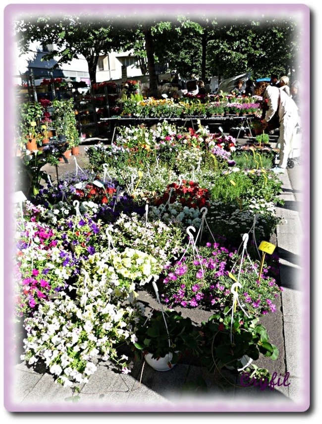 Un tour au marché aux fleurs