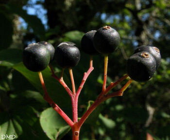 Cornus sanguinea  -  cornus sanguin