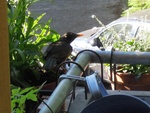 Amsel auf Küchenbalkon