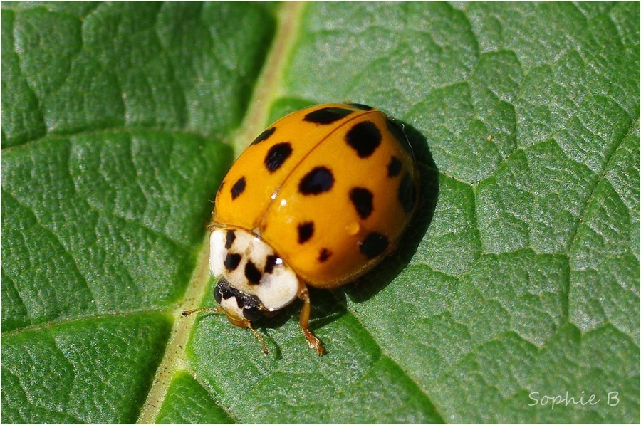 Coccinelles , suite et fin .