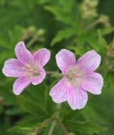 geranium-melinda-v