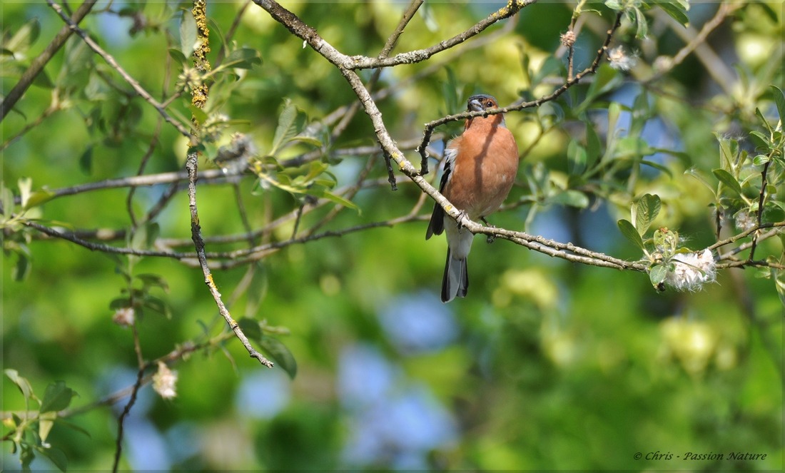 Pinson des arbres ♂