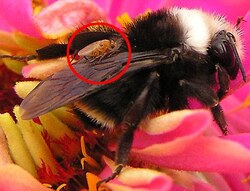 hypothèse sur la disparition des abeilles