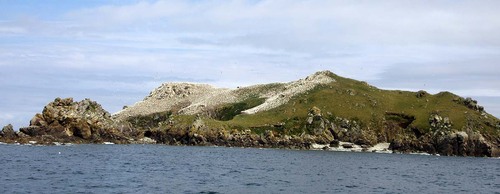 Fous de Bassan observés en Bretagne 