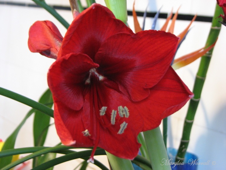 Ingersheim : Deux nouvelles amaryllis