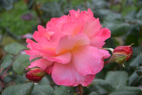 Le cartoscope du jeudi 30 juillet 2020