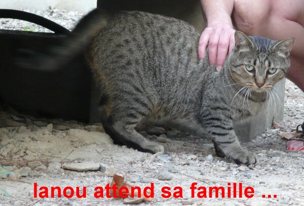 Eté 2014 : les chats de l'hôpital Saint Jean de Perpignan