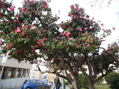 11 décembre Sintra = > Odrinhas