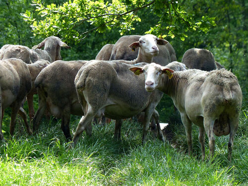 De la Brebis  Lacaune à la légende ...