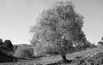 QUELQUES PAYSAGES EN NOIR ET BLANC AUTOUR DE ROANNE