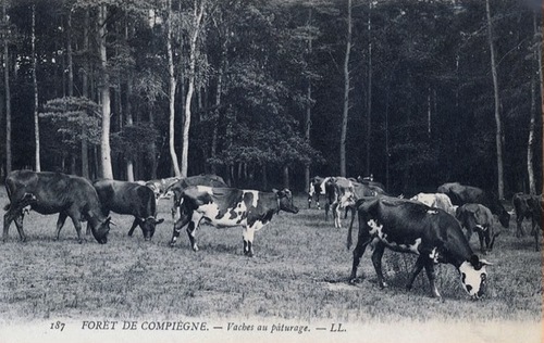 Des vaches en cartes postales