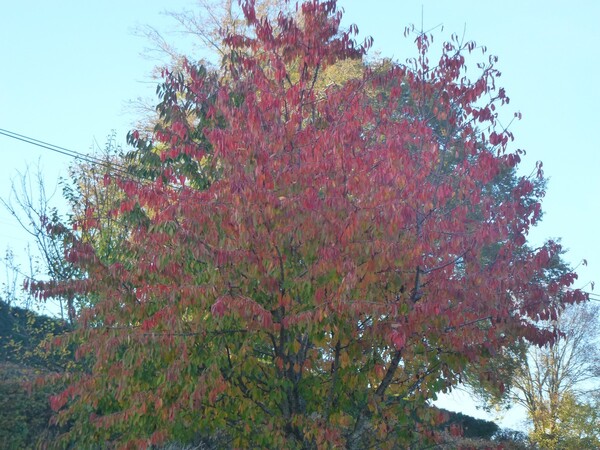 Variations de couleurs de novembre