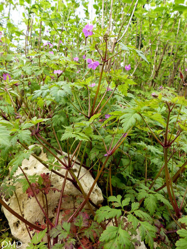 Geranium robertianum - herbe à Robert