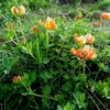 Lotier corniculé (Lotus corniculatus)
