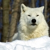 loup arctique (78).jpg