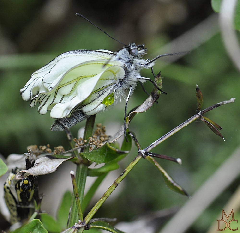 NAISSANCE DU PAPILLON