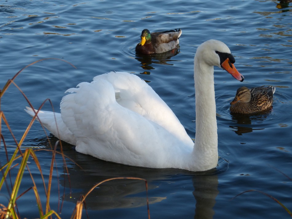 Que des copains cygnes, je les aime tant ! 