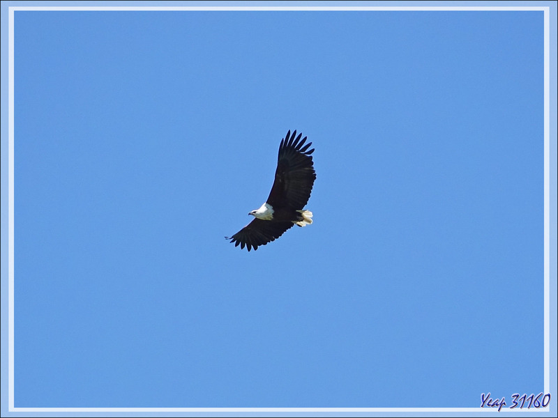 Pygargue vocifère ou Aigle pêcheur, African Fish Eagle (Haliaeetus vocifer) - Safari terrestre - Parc National de Chobe - Botswana