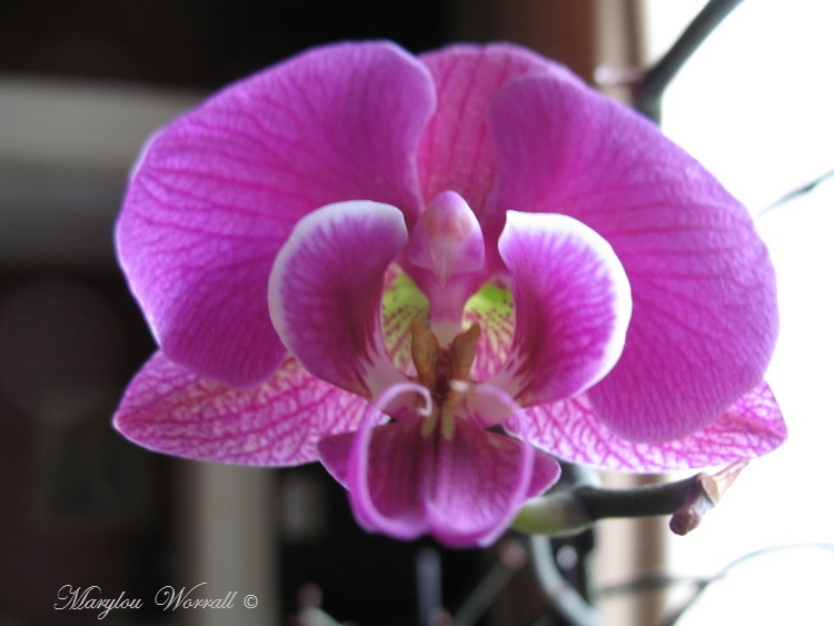Regard sur mes orchidées