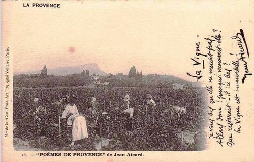 vendanges-Provence-Aicard