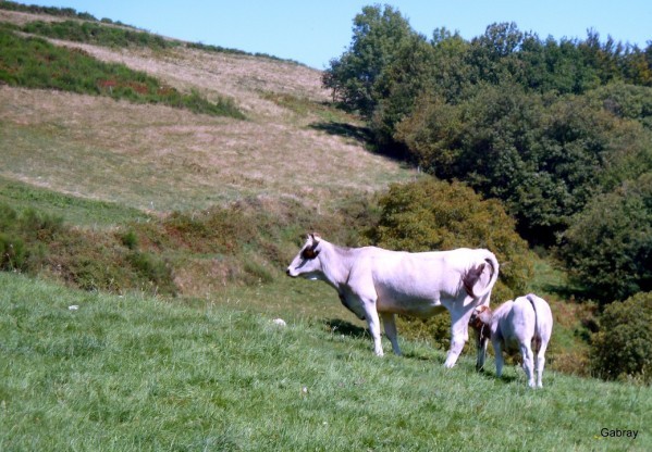 N14 - Vache & veau