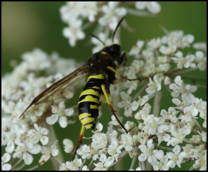 Tenthredo marginella/Tenthredo thompsoni.