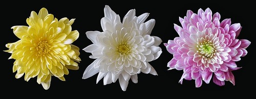 Des chrysanthèmes