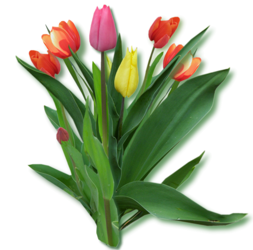 Tubes bouquets Tulipes et Narcisses