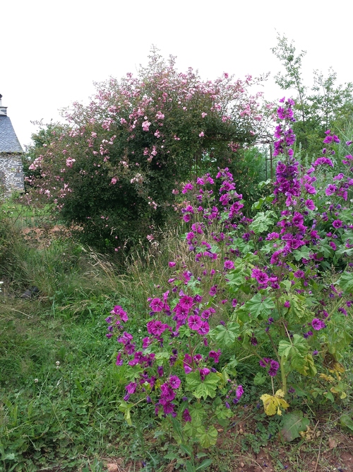 Roses et fleurs à admirer...