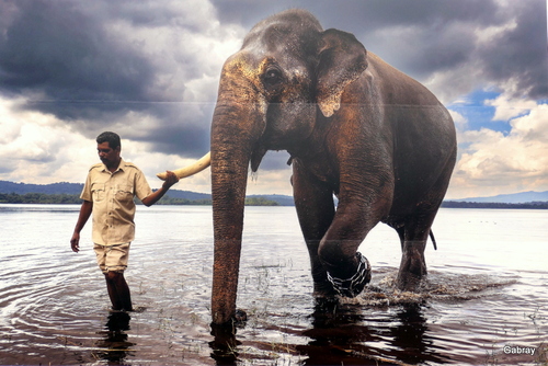 Visa pour l’image à Perpignan : des éléphants !