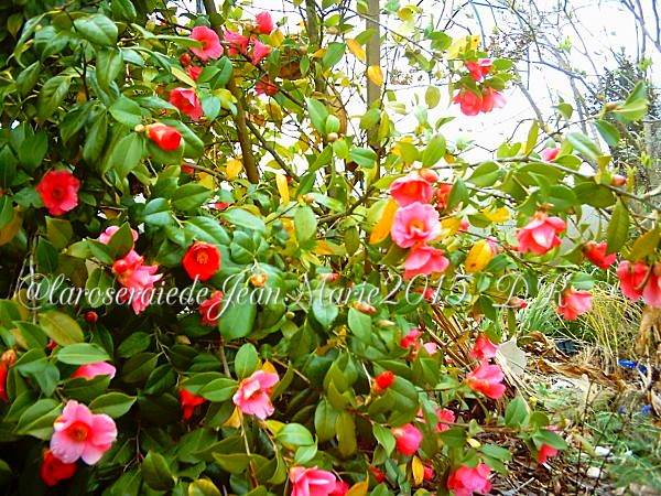 les camélias dans mon jardin,Nom commun masculin :  Camélia du Japon  Nom latin :  Camellia Japonica