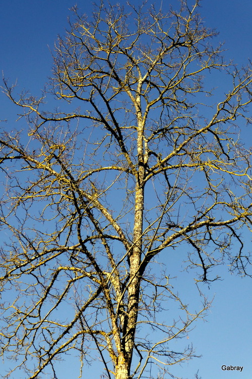 Branches d’arbres en février 