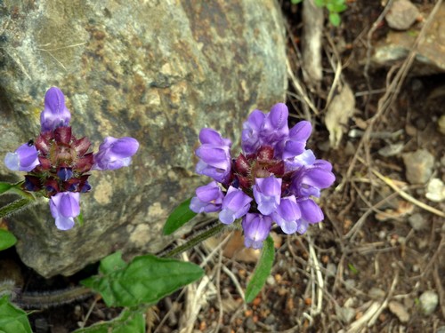 Fleurs