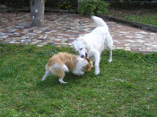 Titi et Grosminet côté chiens