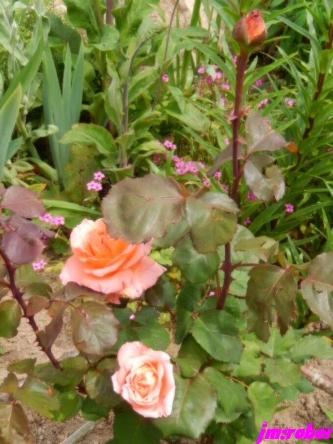 Aujourd'hui 27 Mai 2018 , BONNE FËTE AUX MAMANS