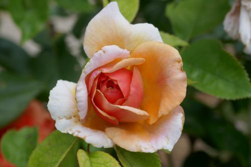 Le cartoscope du samedi 11 mai 2024