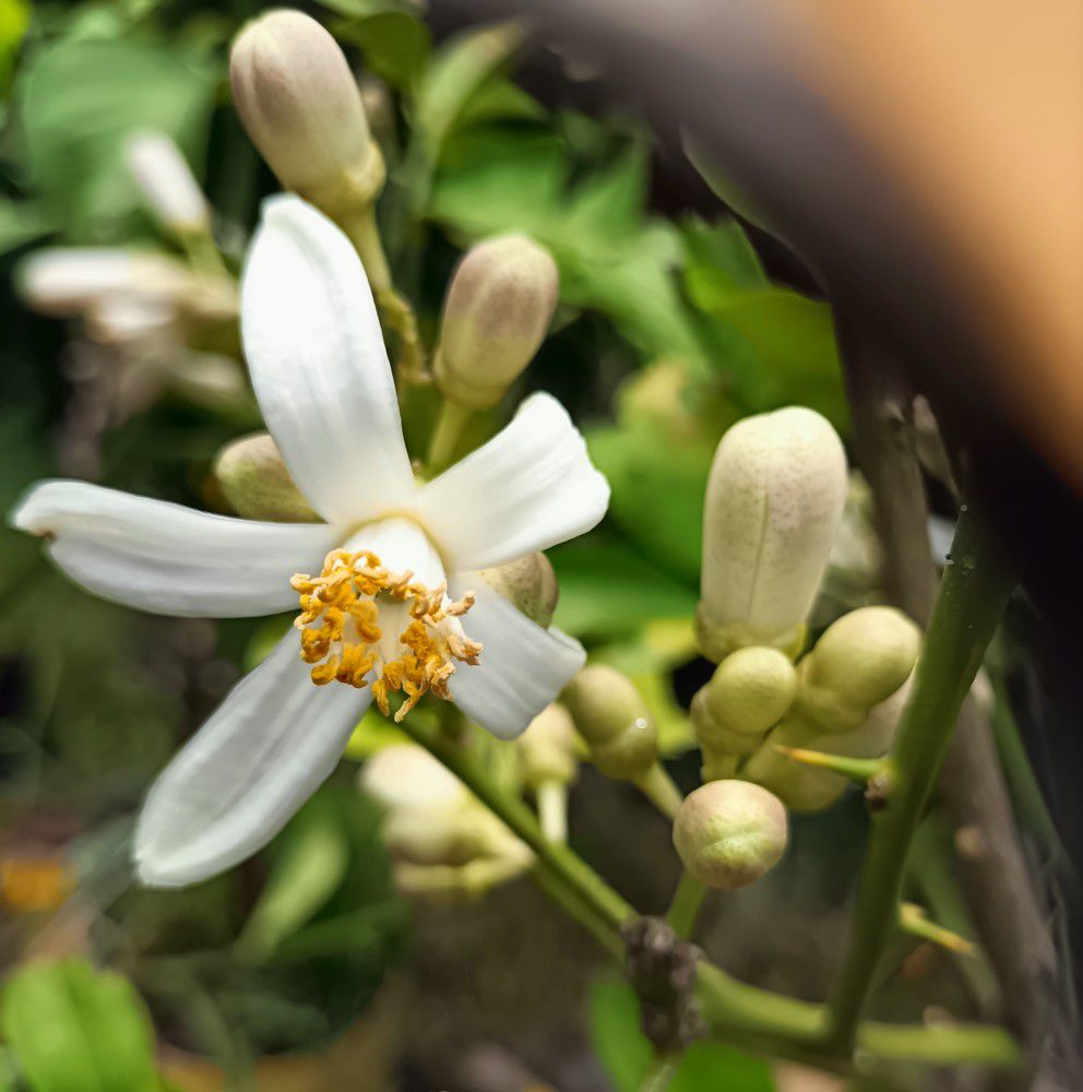 Fleurs d'agrumes - juin 2024...